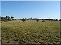 Grazing, Dunsty Hill