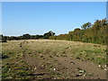 Grazing near Catherine Farm