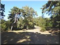 Path and trees on the shore of Frensham Little Pond