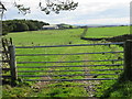 Track to Harelaw Moor near Greenlaw in the Scottish Borders