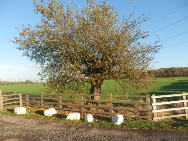 Old Apple Tree At Skerningham Manor © John Durkin :: Geograph Britain ...