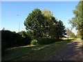 Trees beside National Cycle Route 51, Milton Keynes