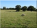 ST8870 : Sheep in Corsham Park by Philip Halling