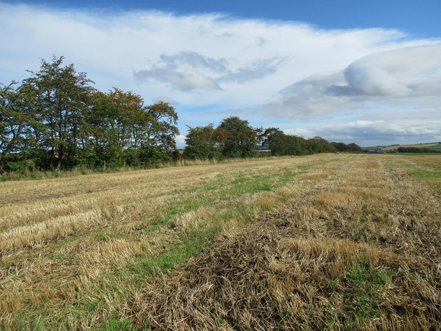 Line of beeches on Rumbleton © ian shiell cc-by-sa/2.0 :: Geograph ...