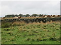 Arable land westwards near Westruther