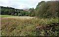 Boggy field margin at Duchlage