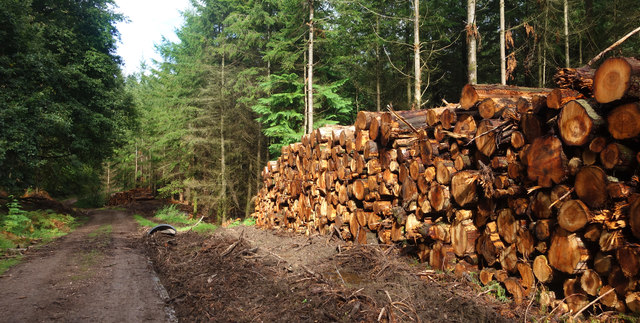 Logpile in the Forest © Des Blenkinsopp cc-by-sa/2.0 :: Geograph ...