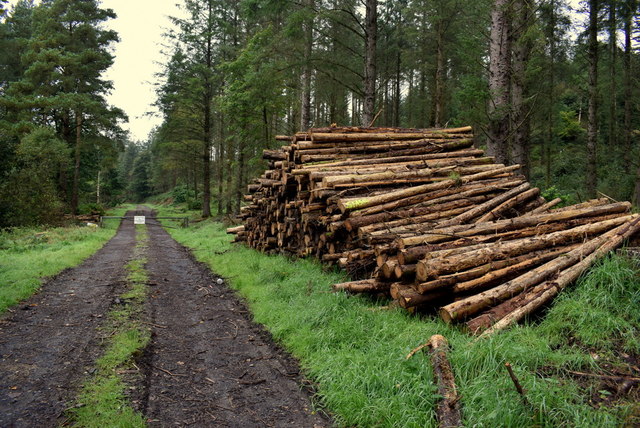 Cut logs, Barons Court © Kenneth Allen cc-by-sa/2.0 :: Geograph Ireland