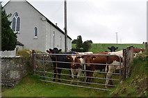 H3480 : Cattle, Envagh by Kenneth  Allen