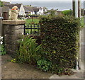 Cool lion, Llanmaes Road, Llantwit Major