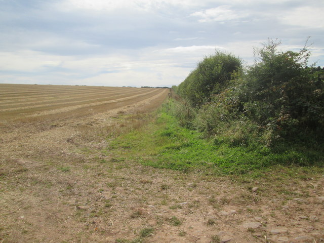 Hedgerow  and  harvested  field