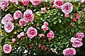 Lanlivery: A small part of an enormous pink rose bush