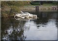 NS3981 : Boat Wreck - Loch Lomond by Betty Longbottom