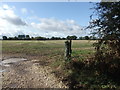 Fields near Bursea