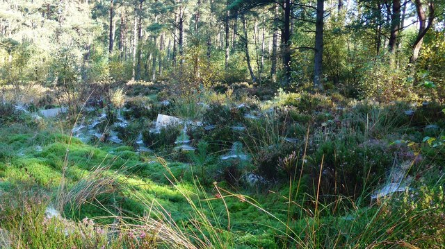 Spider webs and dew in the Devilla Forest