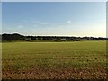 Bog Field/Barn Field