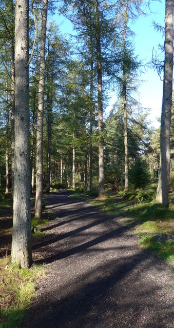 Light and shade in the Devilla Forest