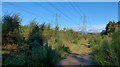 Under the pylons in the Devilla Forest