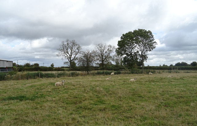 Sheep grazing, Finmere © JThomas :: Geograph Britain and Ireland