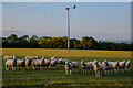 Stoke St Mary : Grassy Field & Sheep