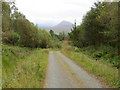 Woodland track entering Inverroy