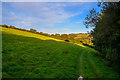 Huish Champflower : Grassy Field