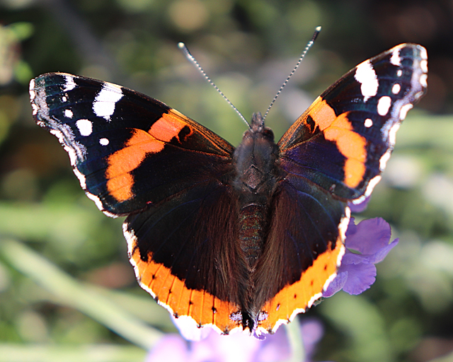 Red Admiral Butterfly (Vanessa atalanta) © Anne Burgess :: Geograph Britain and Ireland
