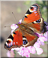 NJ3458 : Peacock Butterfly (Inachis io) by Anne Burgess