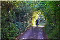 Luccombe : Country Lane