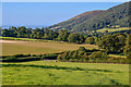 Luccombe : Grassy Field