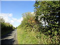 Autumn hedge along the lane