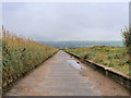 Path behind the Dunes at Ayr