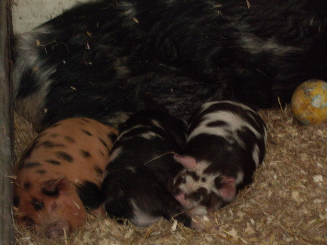Pigs at Farmer Palmers