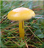 NJ1420 : Fungus by Anne Burgess