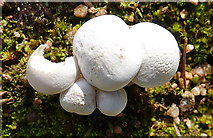 NJ1419 : Fungi by Anne Burgess