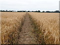 TG3905 : Public footpath through a wheat field by Eirian Evans