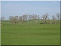 Field, Barnbakle