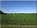 Sugar beet and Barff Farm