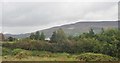 Conifer plantation on the East side of Tullymacreeve Road