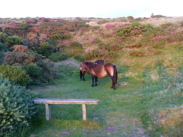 Exmoor ponies find a sheltered spot for the night