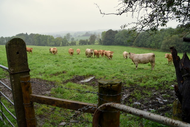 Cattle in a field, Keady