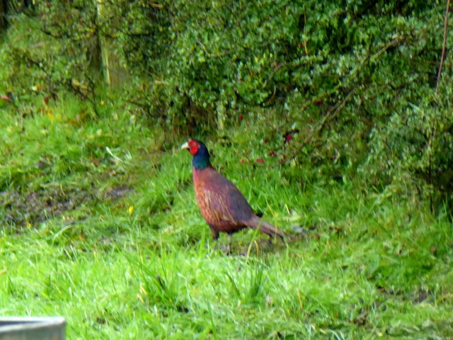 Cock pheasant, Keady