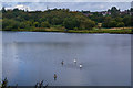 Brierley Hill : Fens Pool Local Nature Reserve - Middle Pool