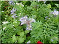 Phacelia Tanacetifolia