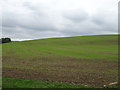 Crop field, Nardey Bush Hill