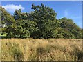 Copse in wetland