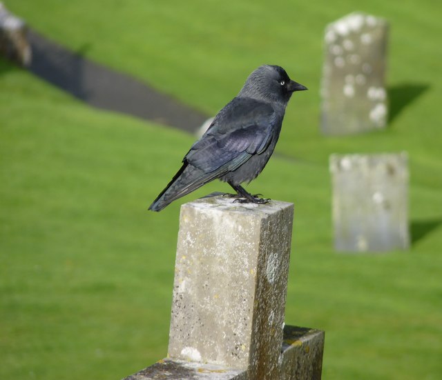 Jackdaw in St David's Cathedral grounds