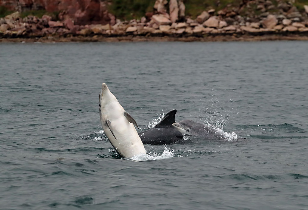 Bottlenose dolphins at St John’s Haven © Walter Baxter cc-by-sa/2.0