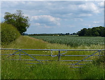 SK9113 : Farmland near Cottesmore Wood by Mat Fascione