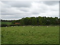 SP2440 : Sheep grazing off Campden Road (B4035) by JThomas